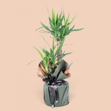 Yucca Ağacı 2li Yucca Ağacı 2li