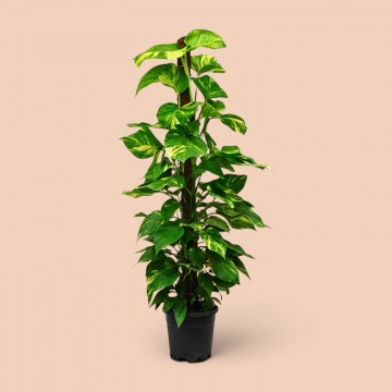 Epipremnum Salon Sarmaşığı Dev (Büyük) Epipremnum Salon Sarmaşığı Dev (Büyük)