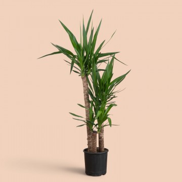 3lü Yucca Ağacı Büyük 190cm 3lü Yucca Ağacı Büyük 190cm