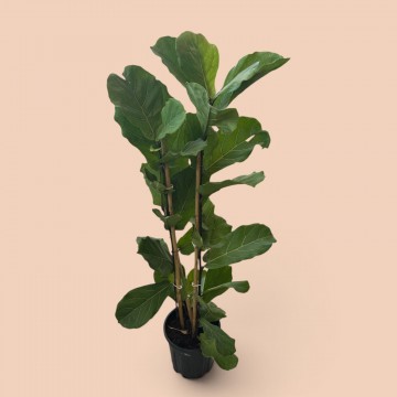 Keman Yapraklı Ficus Kauçuk Keman Yapraklı Ficus Kauçuk