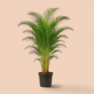 Areca Areca