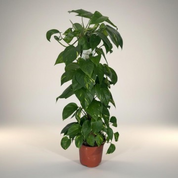 Epipremnum Salon Sarmaşığı Orta