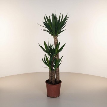 3lü Yucca Ağacı (ORTA)