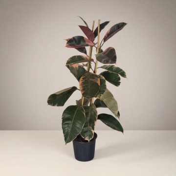 Ficus Belize Kauçuk