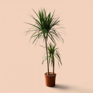 2li Dracena Marginata (130cm) 2li Dracena Marginata (130cm)