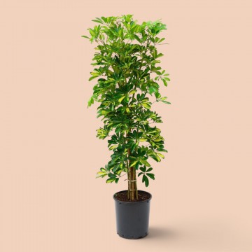 Schefflera (Şeflera) Bitkisi Schefflera (Şeflera) Bitkisi
