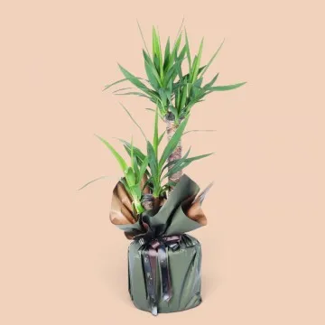 Yucca Ağacı 2li