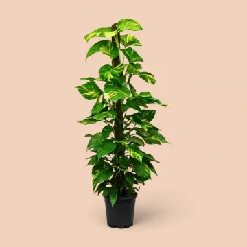 Epipremnum Salon Sarmaşığı Dev (Büyük)