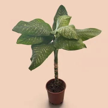 Difenbahya Dev (XL)