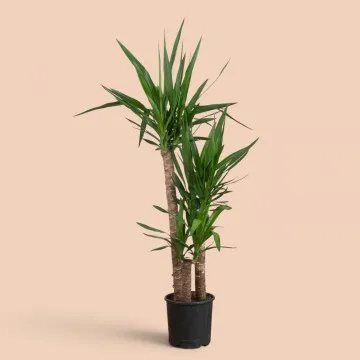 3lü Yucca Ağacı Büyük 190cm