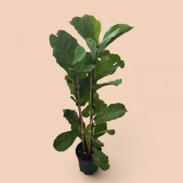 Keman Yapraklı Ficus Kauçuk