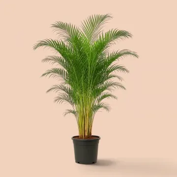 Areca