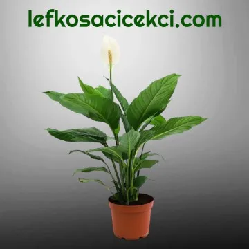 Beyaz Spatifilyum Çiçeği