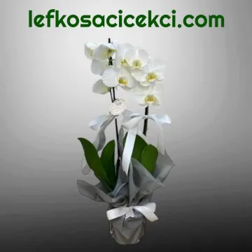 Çift Dallı Beyaz Orkide