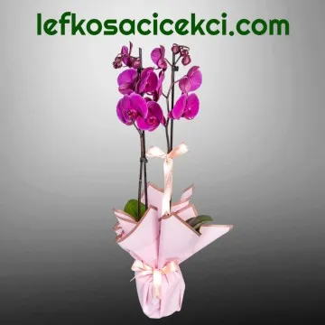 Çift Dallı Mor Orkide