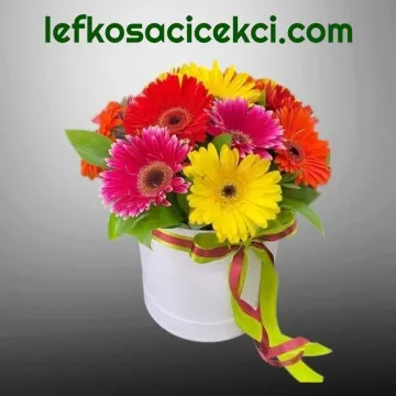 Kutuda Gerbera