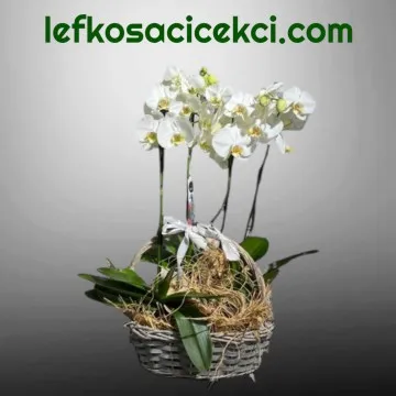 Sepette 4 Dal Beyaz Orkide