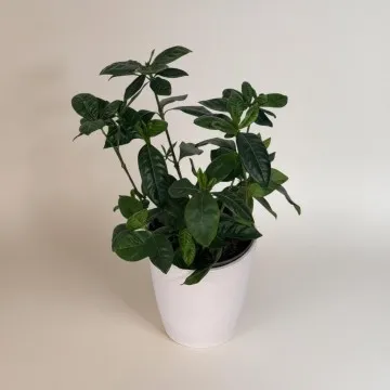 Saksıda Gardenya