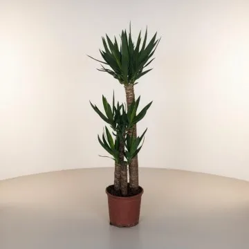 3lü Yucca Ağacı (ORTA)