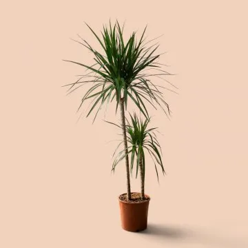 2li Dracena Marginata (130cm)