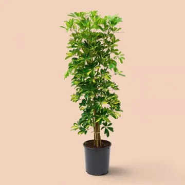 Schefflera (Şeflera) Bitkisi